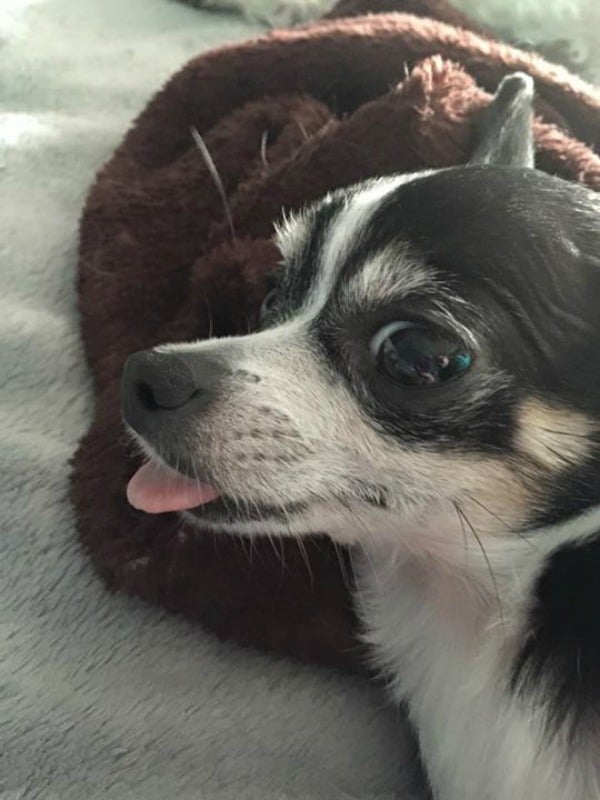 Beebee the Chihuahua