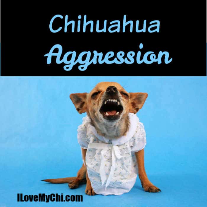 Chihuahua Aggression - I Love My Chi