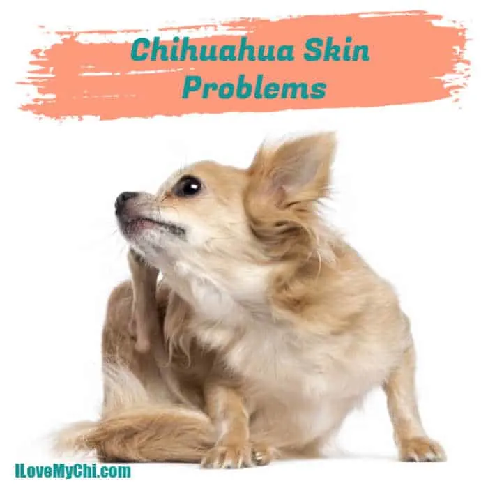 chihuahua itchy skin remedy