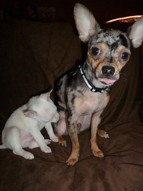 Thor the Chihuahua and smaller Chihuahua