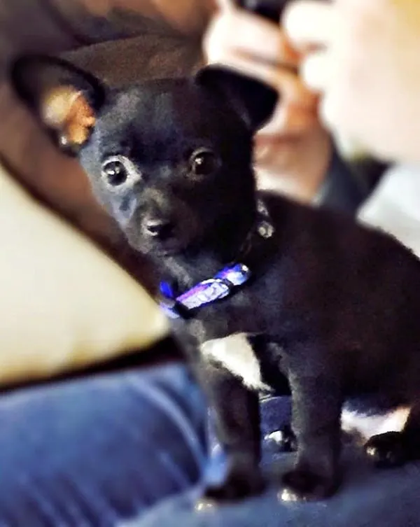 Shadow the Chihuahua