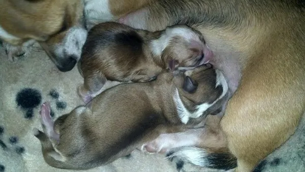 Rosie the Chihuahua mom and puppies