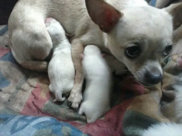 Bella the Chihuahua momma and puppies