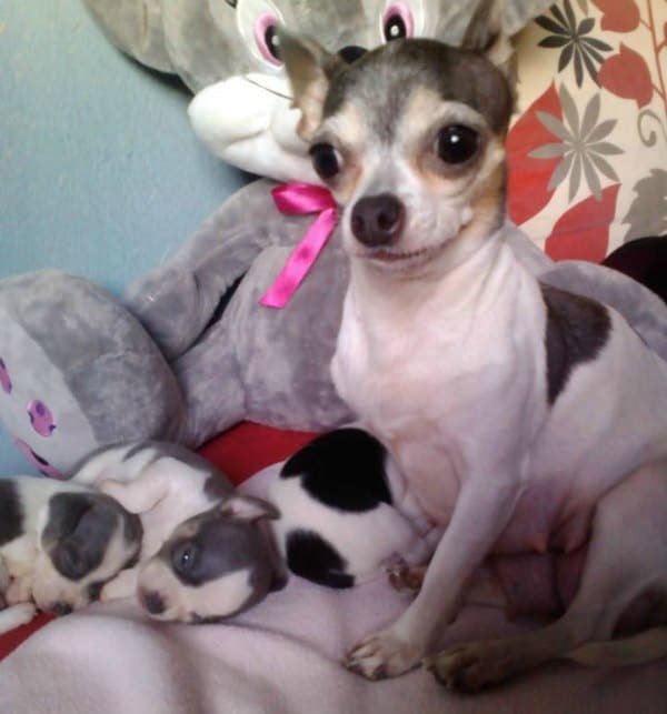 Djidji the Chihuahua and her puppies