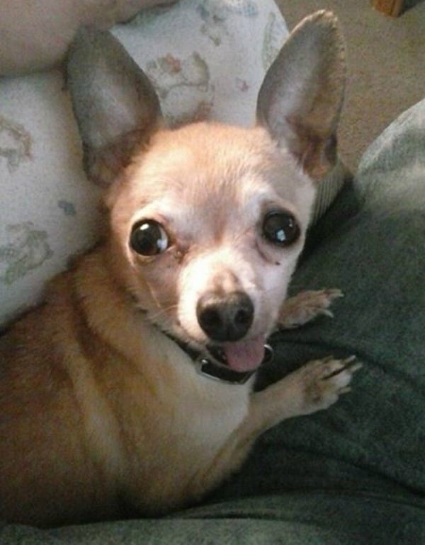 Teelee the Chihuahua