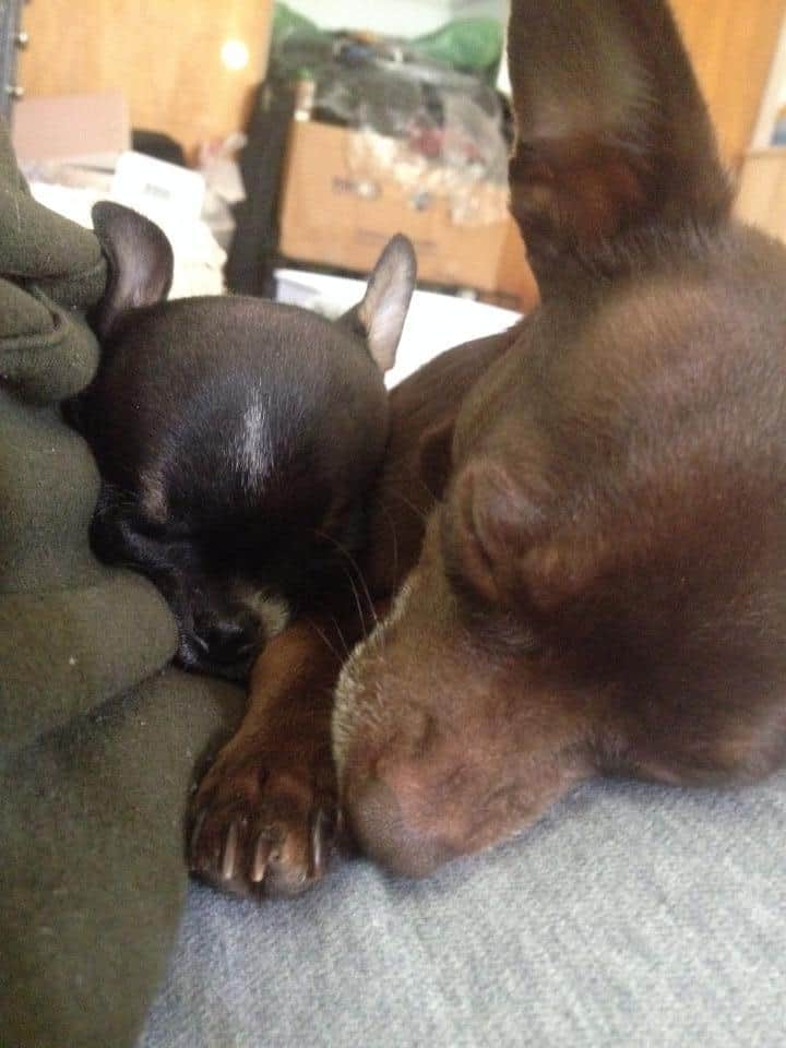 Sleeping mom and Chihuahua baby