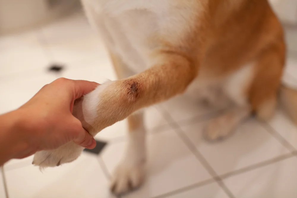 Hand holding dog's paw and dog has hot spot on leg.