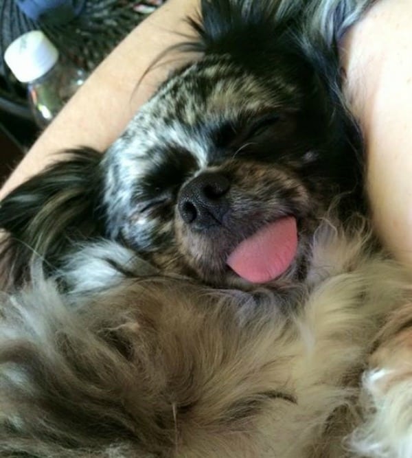 Cheetah the Chihuahua‎