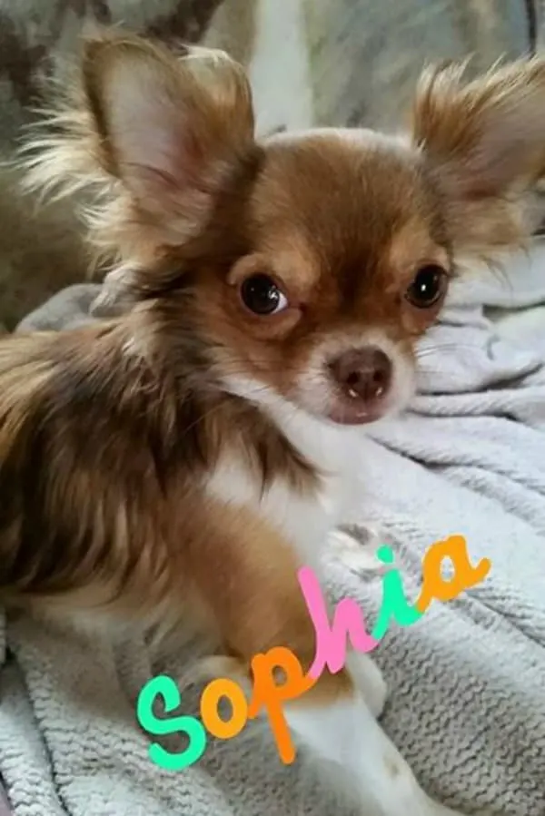 Sophia the Chihuahua