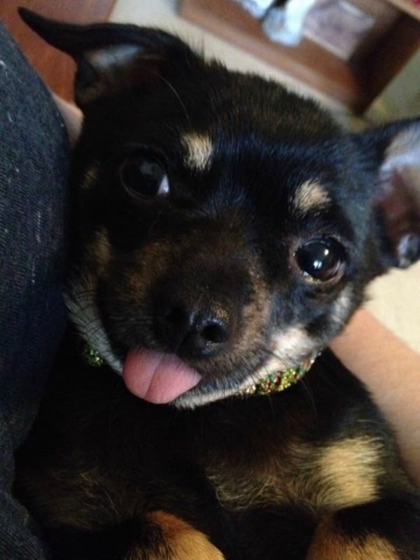Ally the Chihuahua