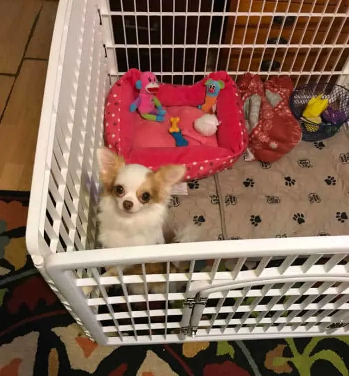 Chihuahua playpen 2025