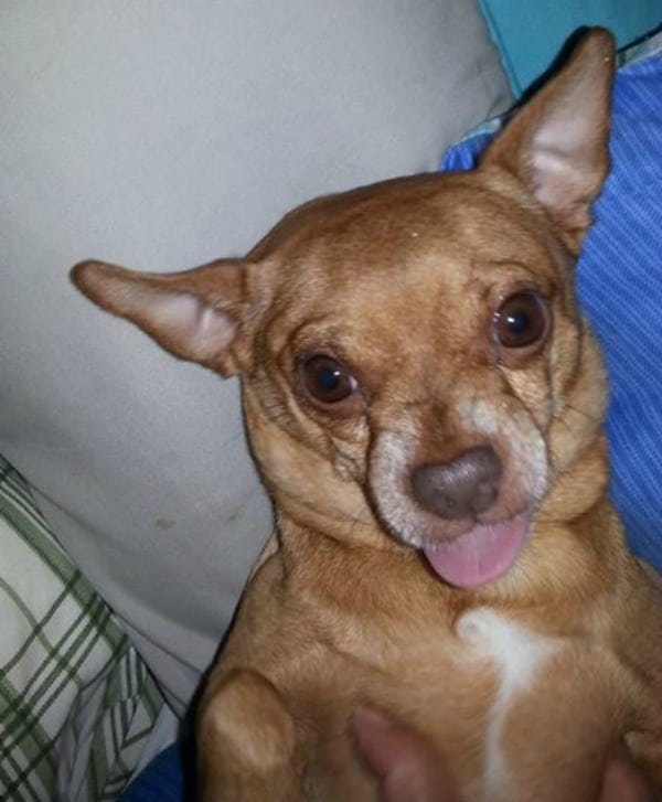 Buddy the Chihuahua