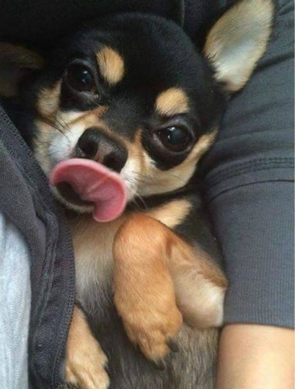 Chihuahua with tongue sticking out 