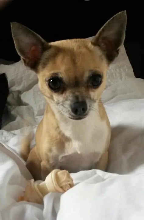 Marge the Chihuahua