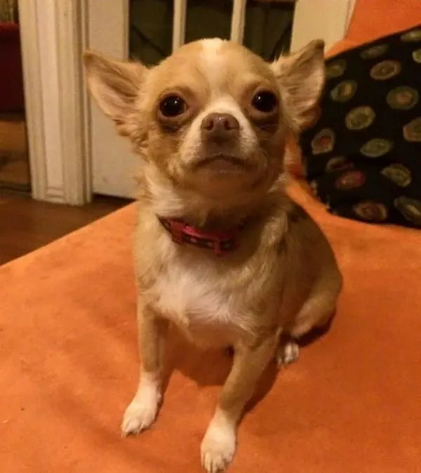 Sofie the Chihuahua