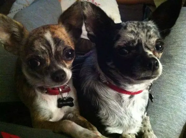 Maggie and Gracie the Chihuahuas