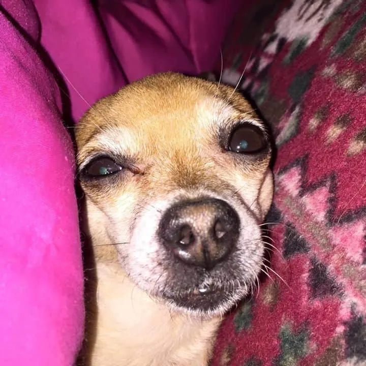 Taco the Chihuahua