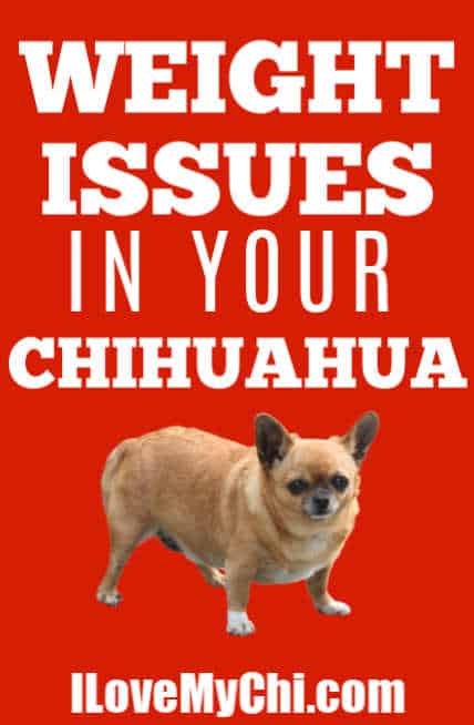 diet for chihuahua to lose weight