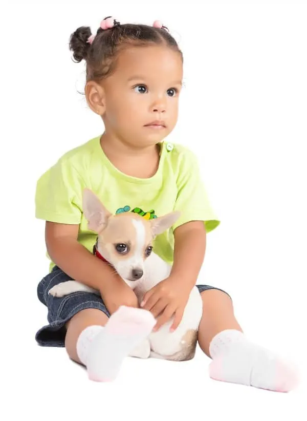 Baby girl with Chihuahua