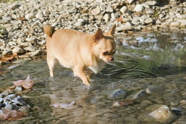 Overweight Chihuahua