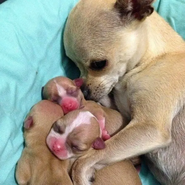 momma Chihuahua and babes