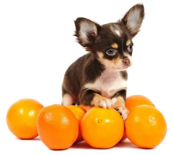 oranges and Chihuahua puppy
