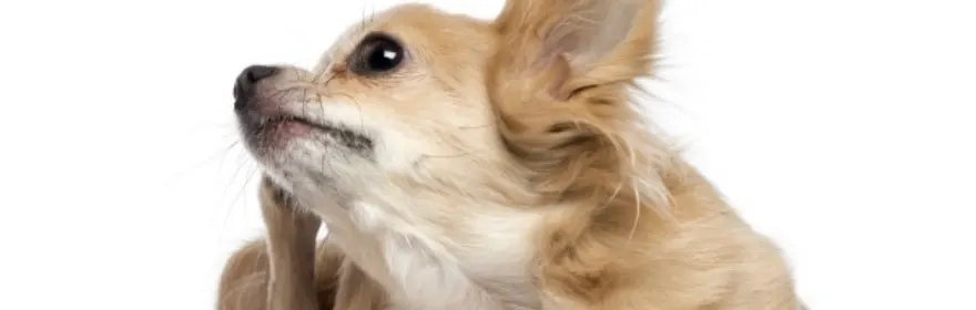 Chihuahua scratching against white background