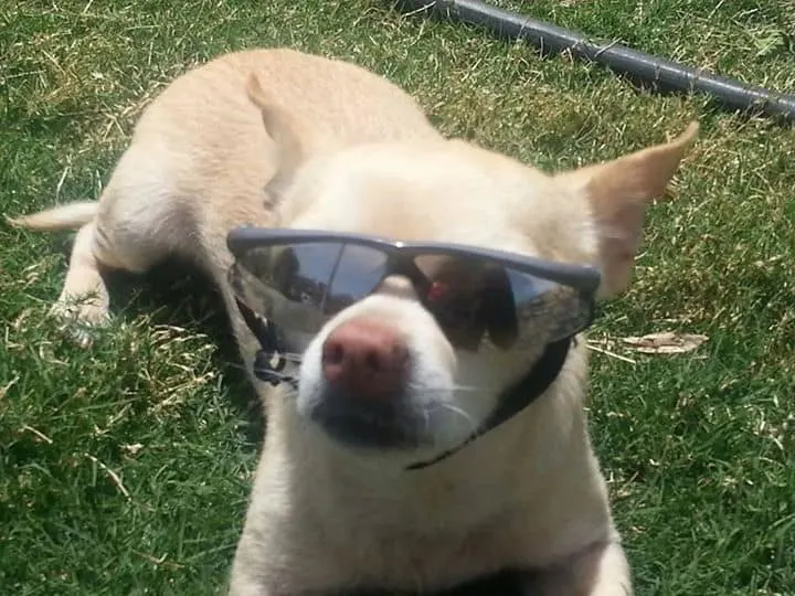 Chihuahua in sunglasses