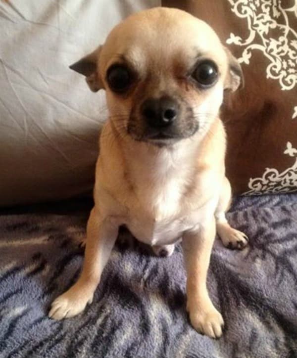 Nero the Chihuahua