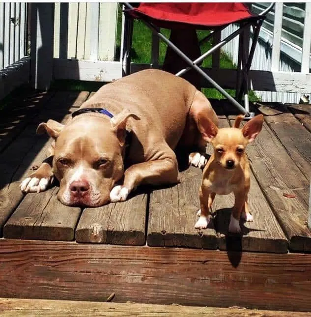Pitbull and Chihuahua