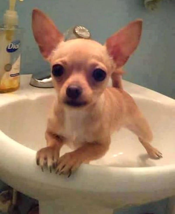 Kilo the Chihuahua