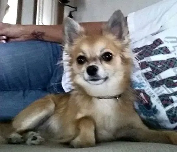 Rosco P Coltrane the Chihuahua