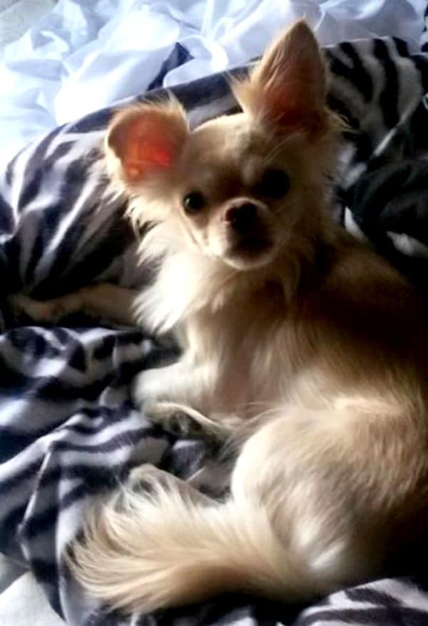 Long hair fawn Chihuhaua