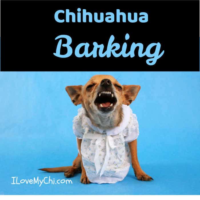 chihuahua in dress barking