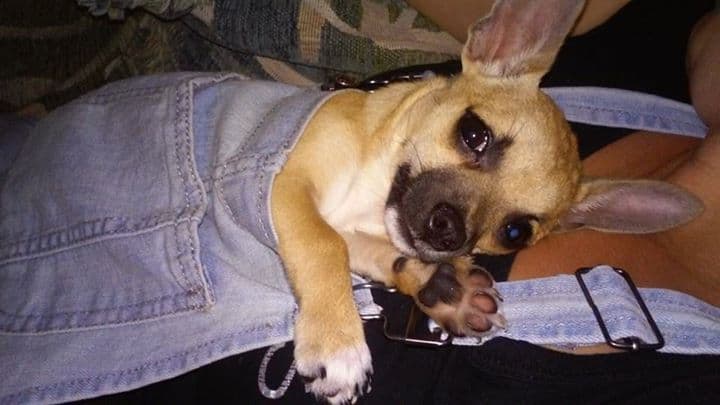 Taco the Chihuahua