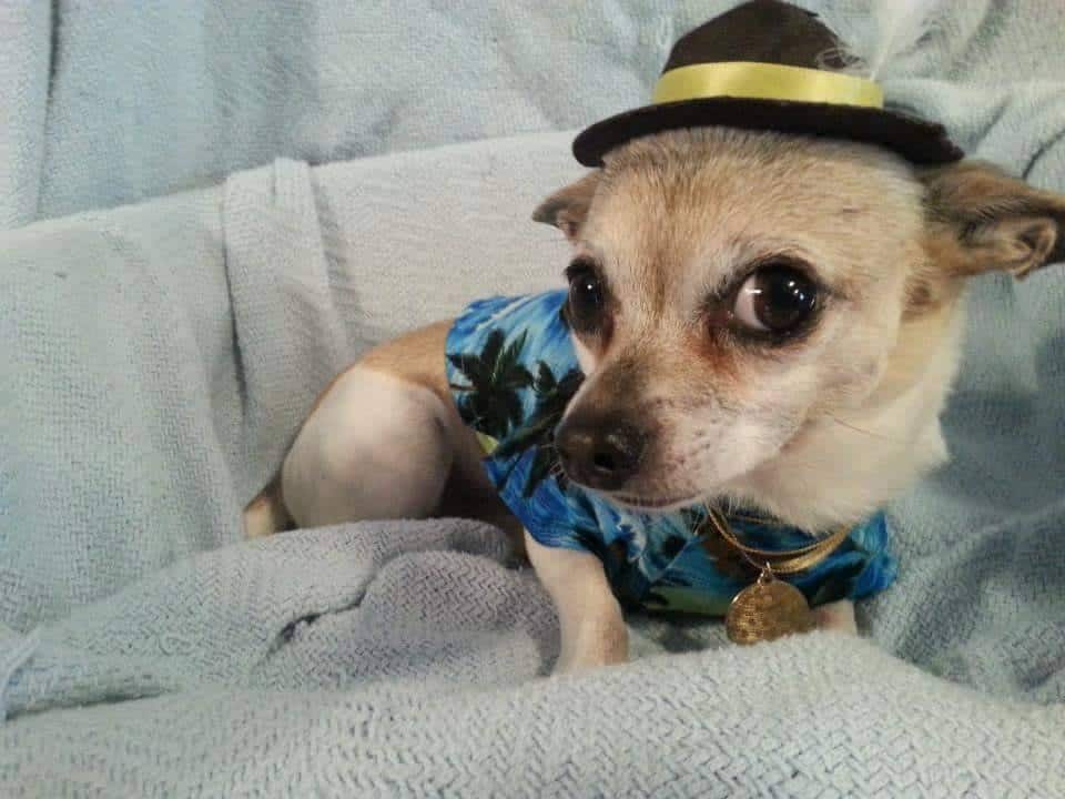Broo-no Marz the Chihuahua