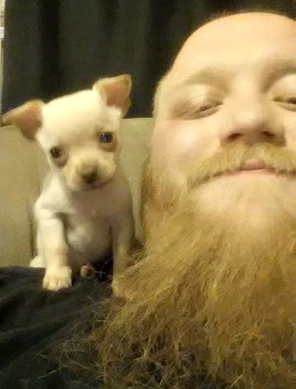 Zero the Chihuahua and his dad