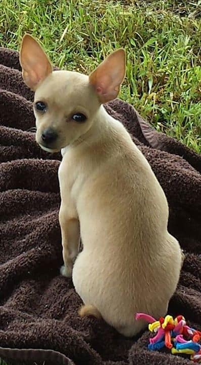 fawn Chihuahua