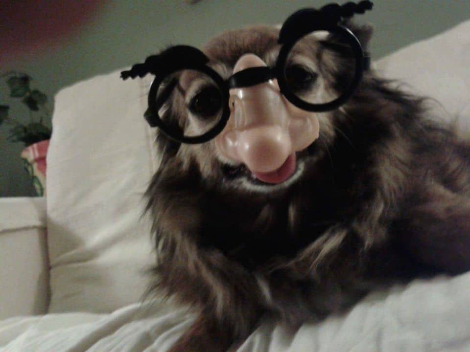 Tuesday the Chihuahua