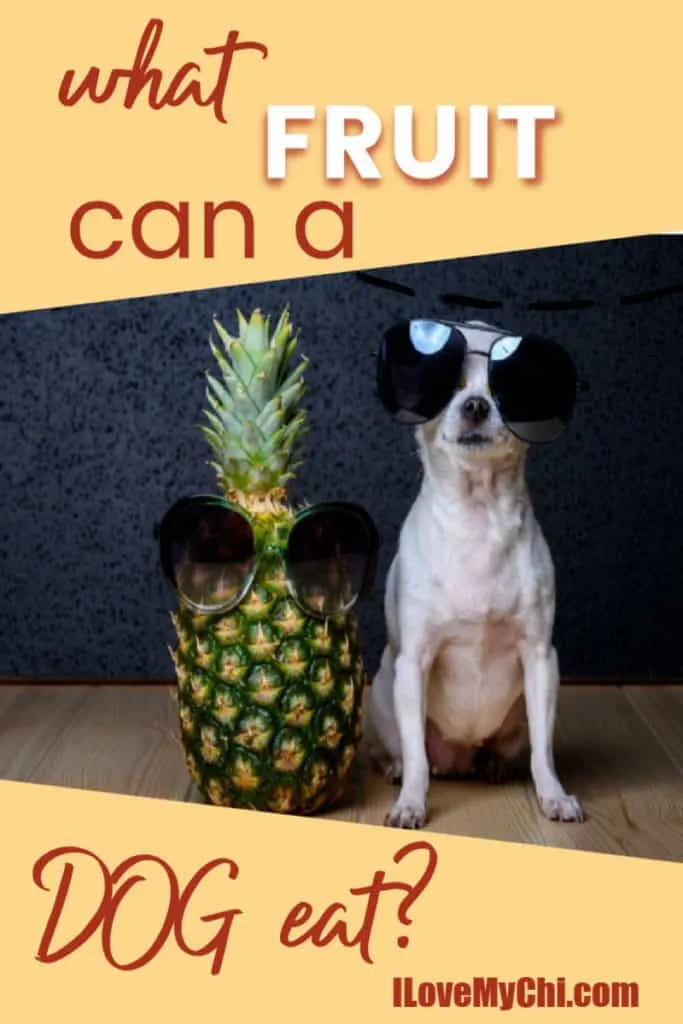 pineapple with sunglasses with chihuahua with sunglasses