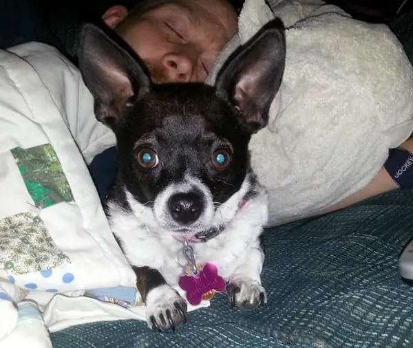 Chloe the Chihuahua with her sick daddy