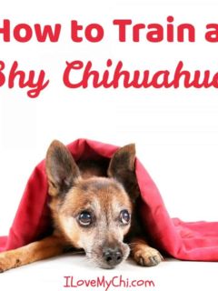 shy chihuahua under a blanket