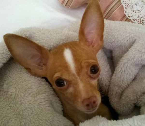 Bambi the Chihuahua