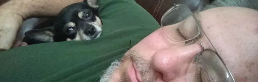 tricolored chihuahua snuggled with sleeping man
