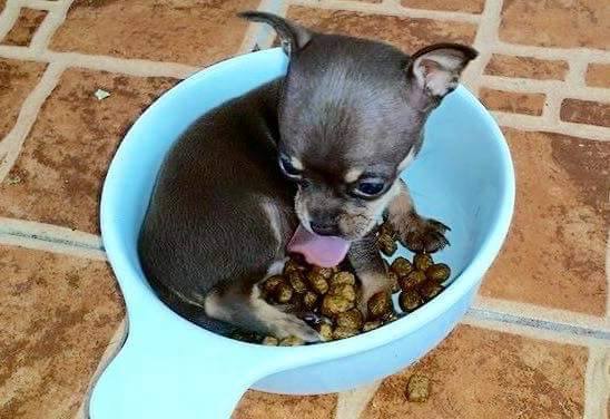 Lobo the Chihuahua