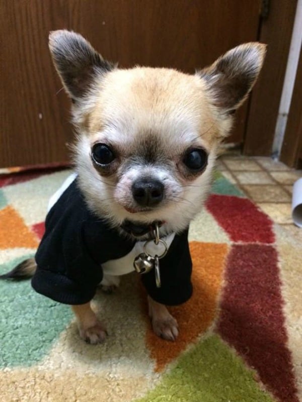 Bo the Chihuahua