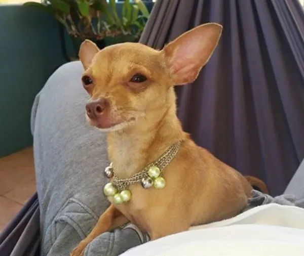 Chispy the Chihuahua