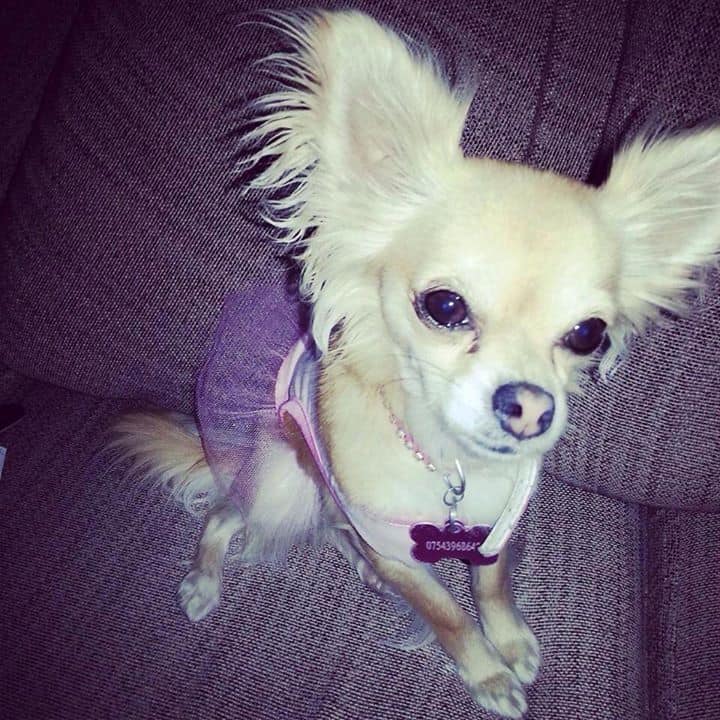 Evie the Chihuahua