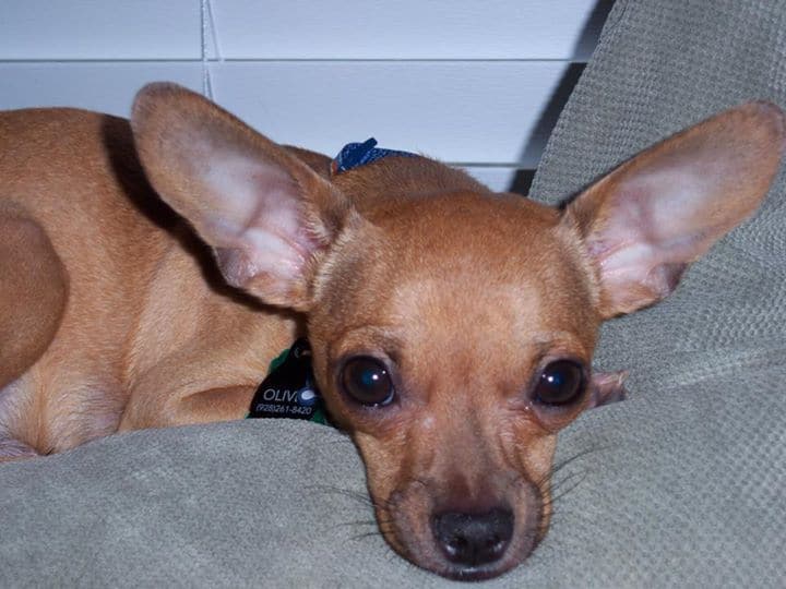Oliver the Chihuahua
