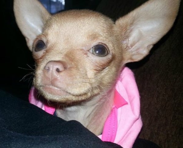 Fawn Chi